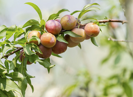 Group of purple (orange) plums get ripe on branch. (Prunus japonica)の写真素材