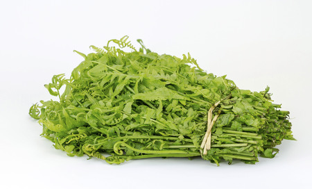 Bundle of fresh vegetable fern on white background (Diplazium esculentum, Athyriaceae)の写真素材