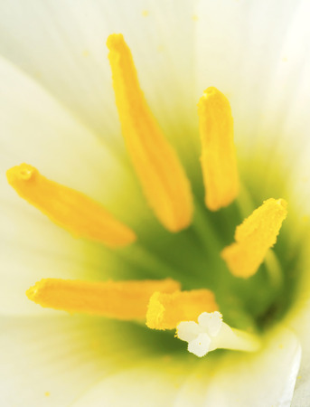 Macro of small white Zephyranthes flower blossom (Rain Lily or Fairy Lily, Zephyranthes spp., Amarylieaceae)の写真素材