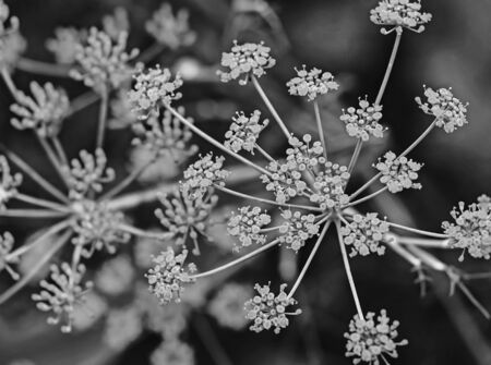 Dill flower close up view in back and white toneの写真素材