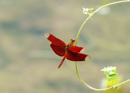 Close up of small red dragonfly setting on vine plant and water surface backgroundの写真素材