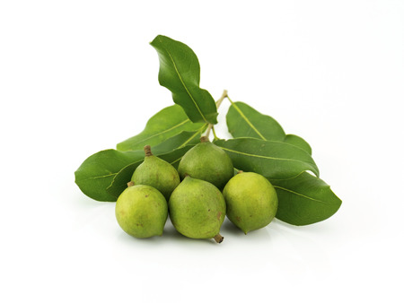 Group of macadamia in husk isolated on white backgroundの写真素材