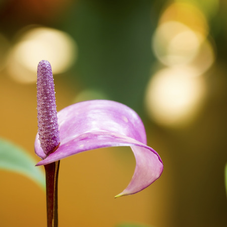 Close up of purple Anthurium flower in botanical garden (Anthurium andraeanum, Araceae or Arum)の写真素材