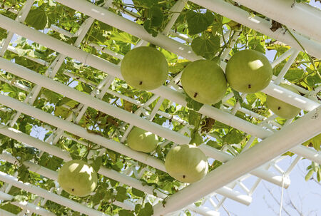 Fresh vegetable calabash plant hanging on metal structureの写真素材