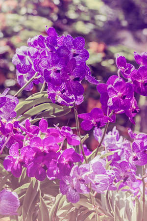 Group of purple color vanda orchid blossom in the parkの写真素材