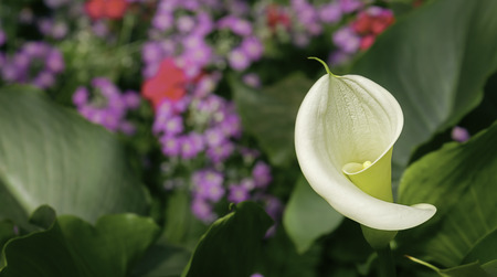 Pearl color of Anthurium flower blooming in botanic garden (Anthurium andraeanum, Araceae or Arum)の写真素材