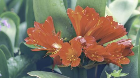 Bush lily of orange Clivia miniata flower blossom in botanic garden in blue tone