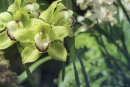 Green yellow color Cymbidium orchid blossom in botanic garden in blue toneの写真素材