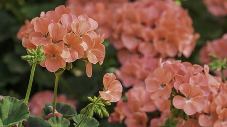 Close of orange Geranium flower blossom in springtime