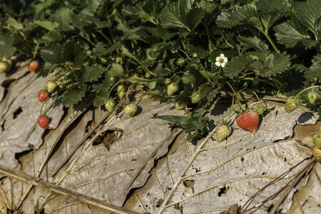 Cluster of strawberries get red in farmland, closeupの写真素材