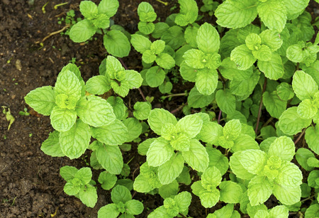 Fresh mint growing in the vegetable garden, close up