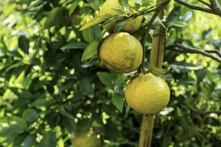 Fresh oranges get ripe on its tree in orange grove