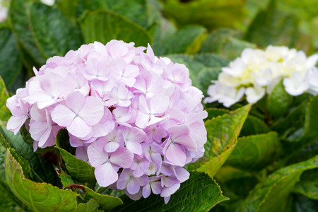 Cluster of pink hydrangea flowers blooming in flower garden