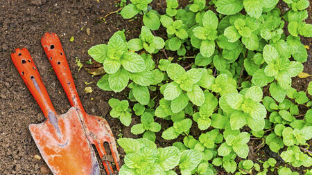 Fresh mint growing in the vegetable garden with hand trowel and fork