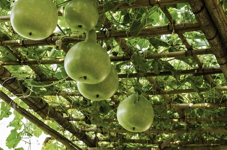 Fresh vegetable calabash plant hanging on bamboo structure roofの写真素材