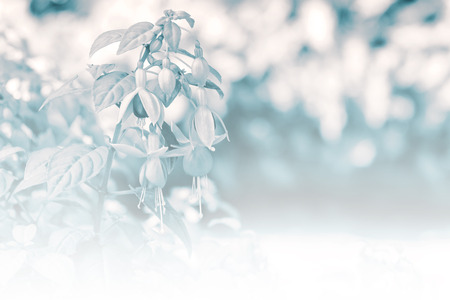 Close up of black and white tone fuchsia flower in botanical gardenの写真素材