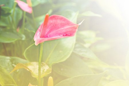 Pink color of Anthurium flower blooming with water drops in botanic garden (Anthurium andraeanum, Araceae or Arum)の写真素材