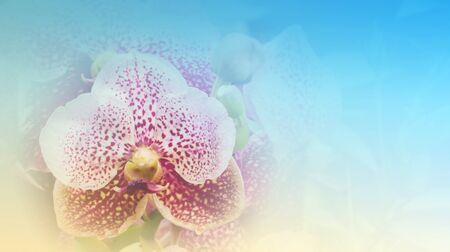 Purple Vanda orchid blossom on soft background styleの写真素材