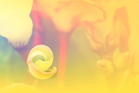 Macro of Crown of thorns flower in soft color background