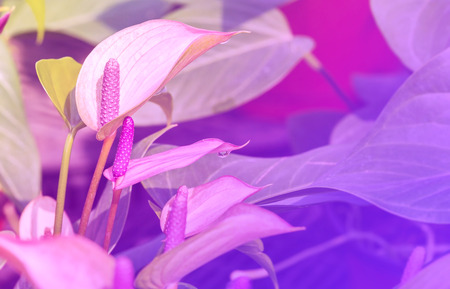 Purple color of Anthurium flower blooming in botanic garden (Anthurium andraeanum, Araceae or Arum)の写真素材