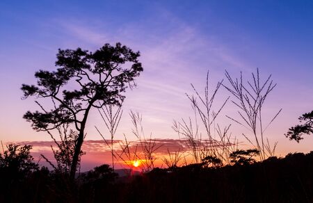 Pine trees and grass in silhouette at sunset growing on a hillsideの写真素材