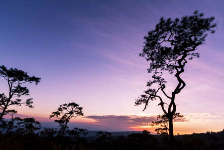 Pine trees in silhouette at sunset growing on a hillsideの写真素材