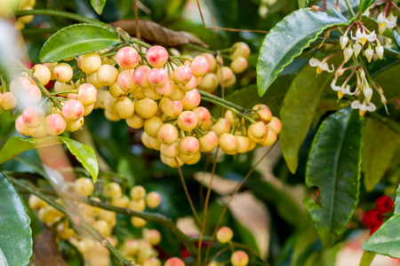 Ardisia crenata myrsinaceae plant or call henâ€™s eyes with small yellow berries on its tree