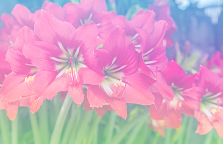 Group of Red Amaryllis flower blossom in flower garden in soft colorの写真素材