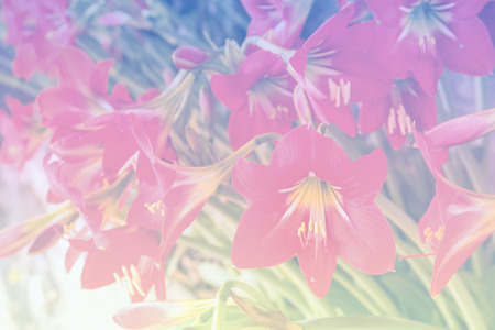 Group of Red Amaryllis flower blossom in flower garden in soft colorの写真素材