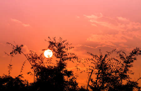 Beautiful of the sun at sunrise time with bamboo tree silhouettedの写真素材