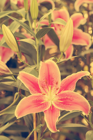 Pink color lily flower close up view blossom in the park - Vintage effect style picturesの写真素材