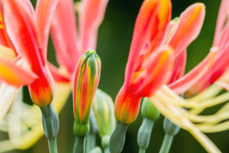 Macro of Hippeastrum cybister hybrid blossom in flower gardenの写真素材
