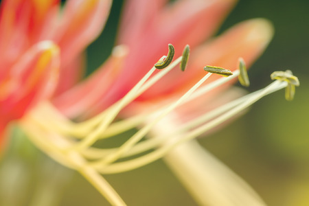 Macro of Hippeastrum cybister hybrid blossom in flower gardenの写真素材