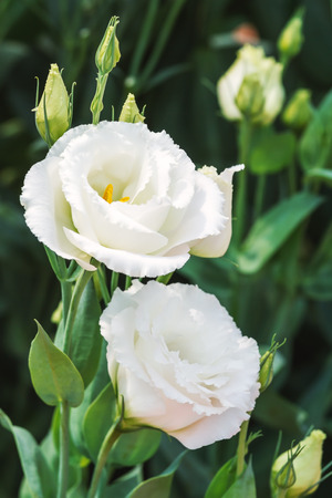 Close up of white flowering lisianthus or eustoma plants blossom in flower gardenの写真素材