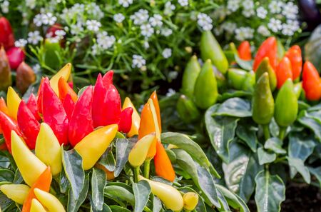 Group of colorful ornamental peppers decorated in flower gardenの写真素材