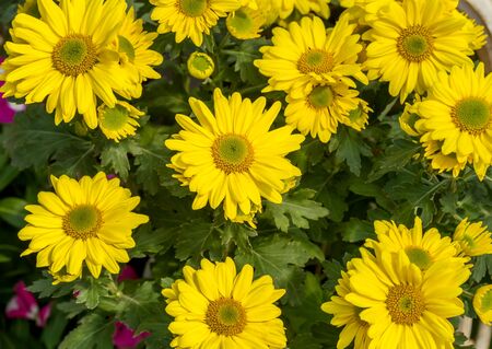 Yellow chrysanthemum flowers blossom in flower garden, close up