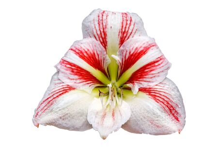 White red color amaryllis flower blossom isolated on white backgroundの写真素材