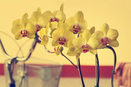 Cluster of Phalaenopsis Orchids blossom - Vintage effect style picturesの写真素材