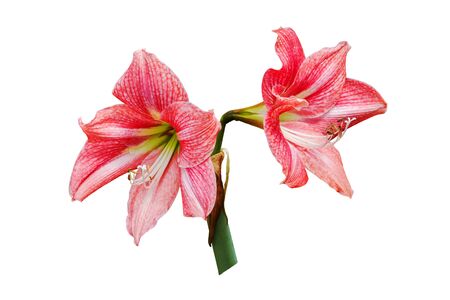 Red amaryllis flower blossom isolated on white backgroundの写真素材