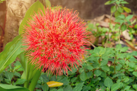 Red sphere flower fireball lily or scadoxus multiflorus blossom in courtyardの写真素材