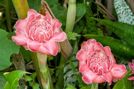 Close up of Torch ginger or Etlingera elatior blossoming in flower gardenの写真素材