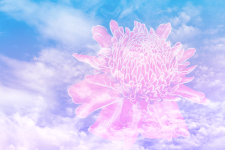Close up of Torch ginger or Etlingera elatior blossom on clouds and blue sky background - double exposure effect style pictures with color effect style picturesの写真素材