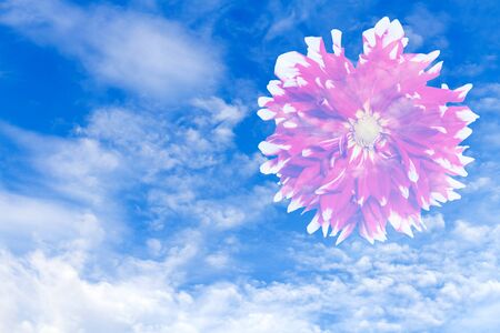Beautiful of red Garden Dahlia flower blossom on clouds and blue sky background - double exposure effect style picturesの写真素材