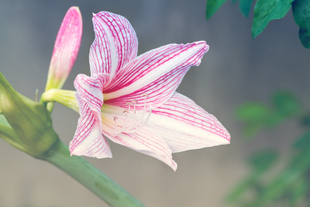 Pink white amaryllis flowers blossom in summer - Color filter effect style picturesの写真素材