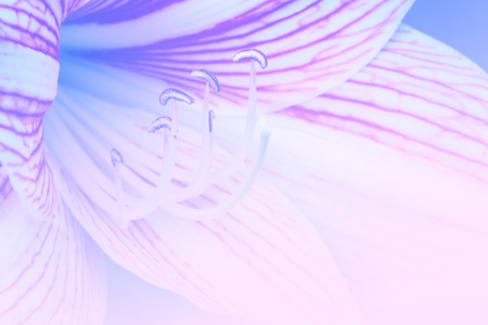 Macro of pink white amaryllis flowers blossom in summer - Color filter effect style picturesの写真素材