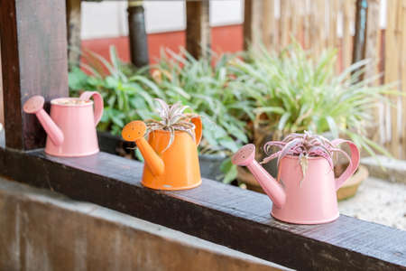 plant in decorative watering can on wooden windowの写真素材
