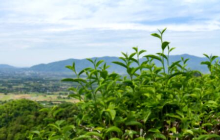 Close up of fresh green tea leaves growth on hill at plantation blurred backgroundの写真素材