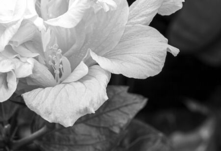 Macro of hibiscus flower in black and white tone picturesの写真素材