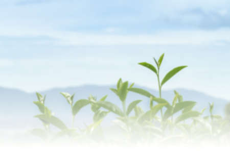 Close up of fresh green tea leaves growth on hill at plantation blurred backgroundの写真素材