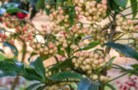 Ardisia crenata myrsinaceae plant or call hen's eyes with small yellow berries on its tree blurred...